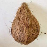 COCONUT BROWN 1pc