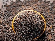 MUSTARD SEEDS